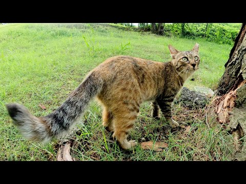サビトラ猫が「ついてきて！」と猫ハウスに招待してくれた(YouTube)