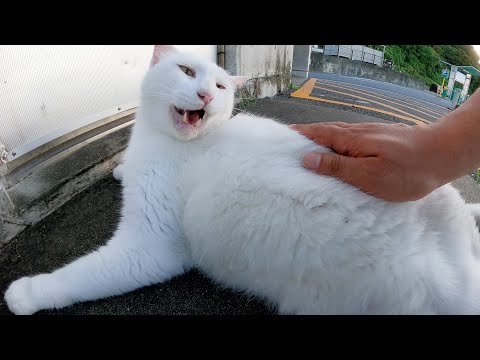 クーラーが効いた部屋に入れずにイライラする白猫(YouTube)