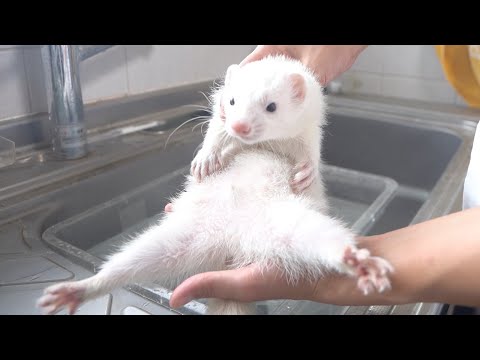このかわいい生命体をシャンプーすると500倍かわいくなる(YouTube)