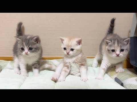 初めてもち様の弟妹たちにお会いしてきました。(YouTube)