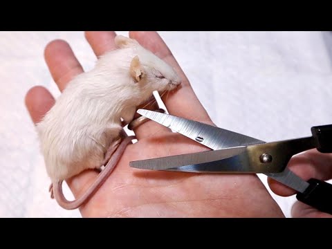 変わったオオトカゲのためにマウスをチョキチョキ(YouTube)