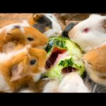 【危機一髪】スイカをポリポリ食べるモルモットの耳が・・・(YouTube)