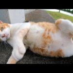 茶シロ猫をモフるとフミフミとゴロンゴロンで喜びを表現してくれた(YouTube)