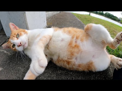 茶シロ猫をモフるとフミフミとゴロンゴロンで喜びを表現してくれた(YouTube)