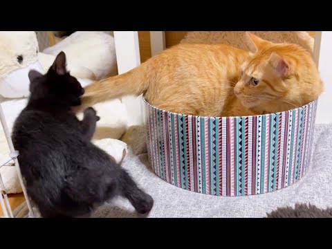 先住猫の尻尾で遊べるようになった仔猫♥(YouTube)