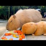 カピバラ「・・・。あんた誰。」(YouTube)