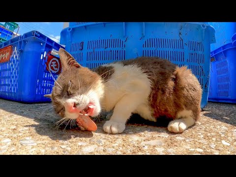 漁港で魚を食べる野良猫(YouTube)