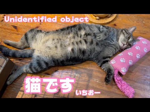 台風だ！猫が落ちてる！Unknown object(YouTube)