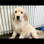 子犬会いに行ったら中型犬くらいになってましたw(YouTube)