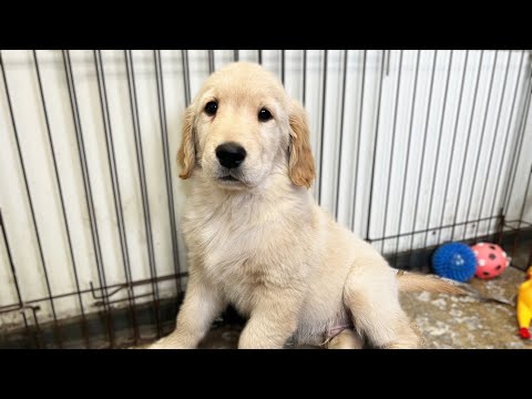 子犬会いに行ったら中型犬くらいになってましたw(YouTube)