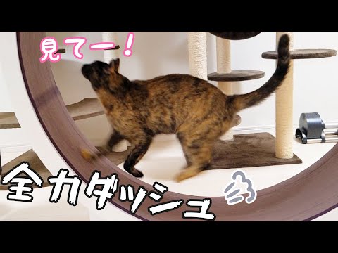回し車で本気を見せてくれるサビ猫モモちゃん！！(YouTube)