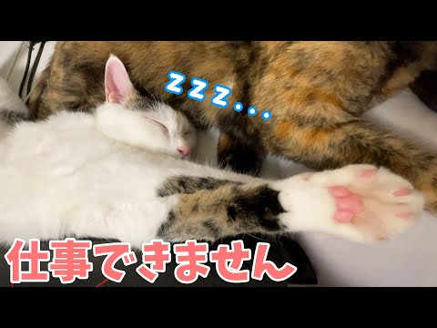 ママの仕事を妨害し続ける猫チロさん【爆睡】(YouTube)