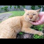 芝生でくつろぐおじいちゃん茶トラ猫をモフる(YouTube)
