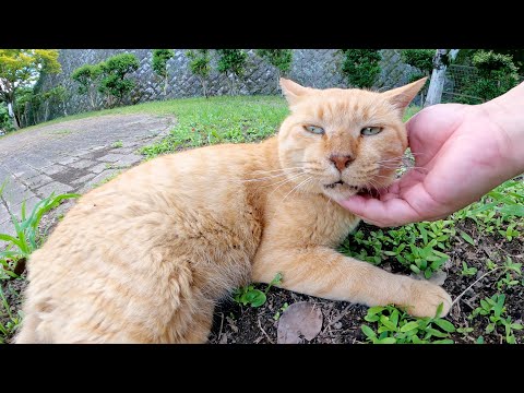 芝生でくつろぐおじいちゃん茶トラ猫をモフる(YouTube)