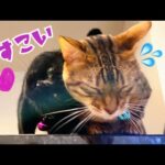 地雷系黒猫ナナが『恋のドスコイ』アタック大連発かましてます(YouTube)