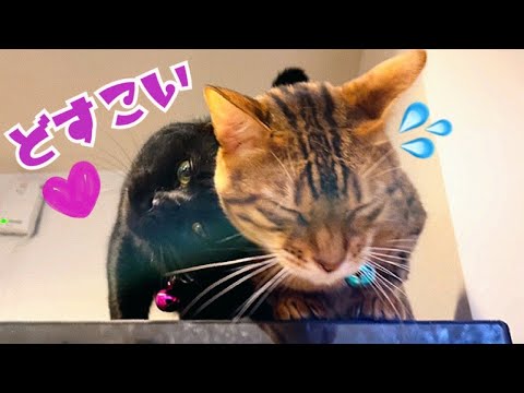 地雷系黒猫ナナが『恋のドスコイ』アタック大連発かましてます(YouTube)