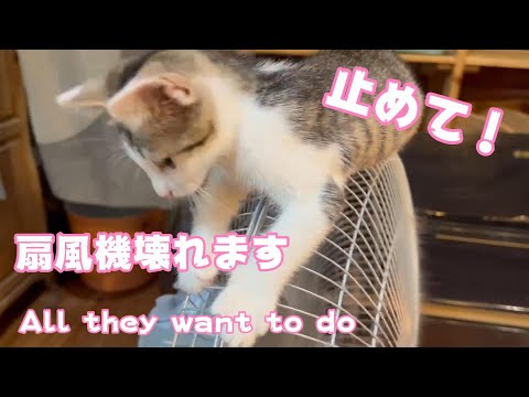 やりたい放題な子猫達　扇風機壊れます！All they want to do(YouTube)
