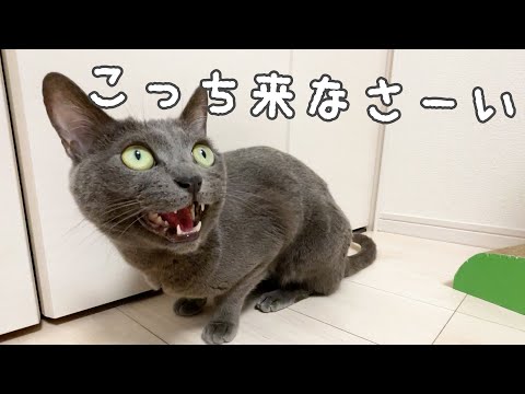 パパに何か訴える猫ハムちゃん【ママは無視】(YouTube)