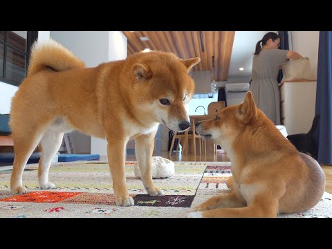 妹との別居生活開始へ！その時兄柴は。。(YouTube)