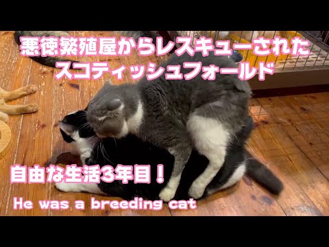 悪徳繁殖屋からレスキューされたスコティッシュフォールド　He was released(YouTube)