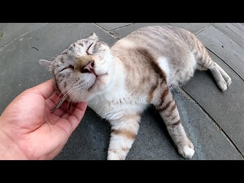 懐かしのアイス「パリパリバー」みたいな毛色のシャム猫(YouTube)
