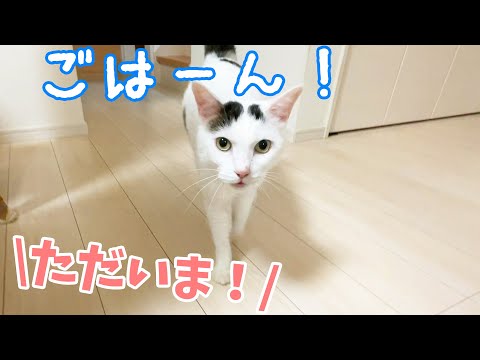 旅行帰りに「ごはーん」でお出迎えしてくれる猫ｗ(YouTube)