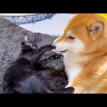 大雨の雨音が怖くて柴犬の周りで遊ぶ仔猫♥(YouTube)