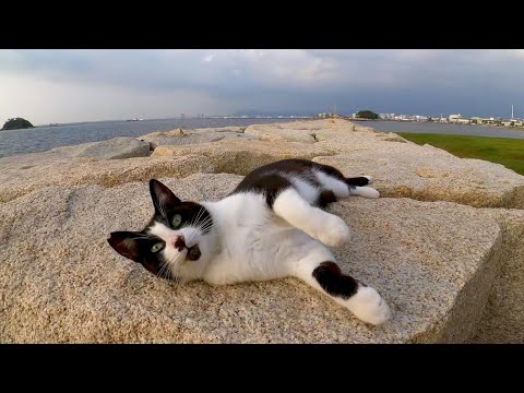 防波堤にハチワレ猫がいたので撫でると他の猫も寄ってきた(YouTube)