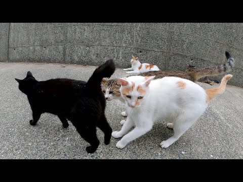 海沿いの公園で集会を開いていた猫達を片っ端からモフりまくる(YouTube)