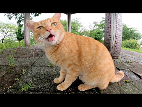 ベンチに行ったら、可愛い茶トラ猫がお出迎えしてくれた(YouTube)