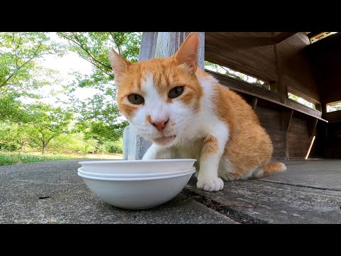 公園の猫ちゃん、夕ご飯食べてました(YouTube)
