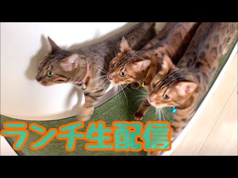 【ランチ生配信7/20】雨も止んで蒸し暑い日のお昼は猫でも見て涼みませんか？生配信(YouTube)