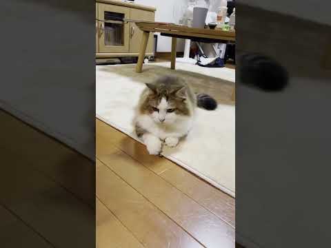 サクッとキャッチする猫 #shorts(YouTube)