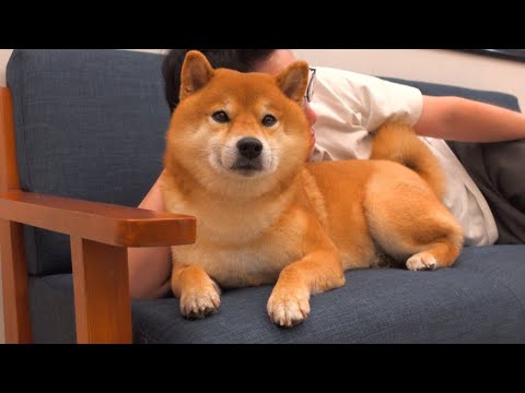 固い友情で結ばれた柴犬との結末に、飼い主枕を濡らす。(YouTube)