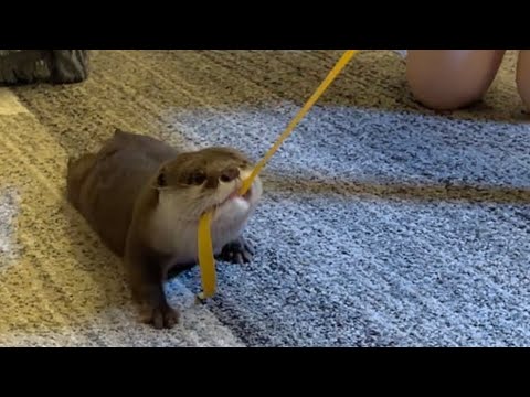 運動会のゴールの練習をする猫とゴールテープを持つカワウソ cat practicing to score a goal and an otter holding the goal tape(YouTube)