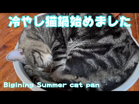 冷やし猫鍋始めました！(YouTube)