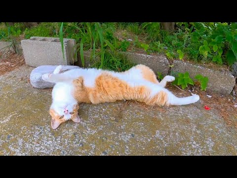 駐車場で寝ていた猫、近づくと急にゴロンゴロン転がってカワイイ(YouTube)
