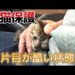 米袋に入れて捨てられていた子猫を保護しました【閲覧注意】(YouTube)