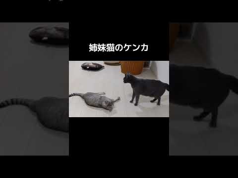 運動神経バツグンの猫姉妹のケンカ #shorts(YouTube)
