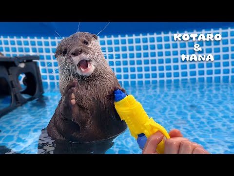 全力でプール遊びするカワウソがめちゃ面白い！　My Otters’ Expressions Always Crack Me Up(YouTube)