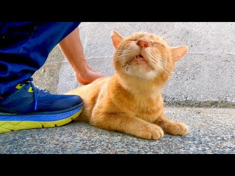防波堤の日陰で休む野良猫を撫でるとゴロゴロ言ってカワイイ(YouTube)