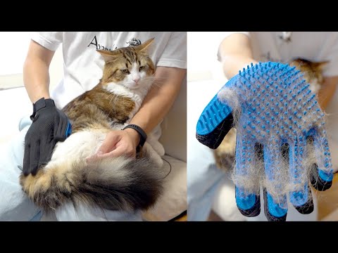 超換毛の猫をブラッシングしてみたらゴッソリ毛が取れまくって驚愕しました(YouTube)
