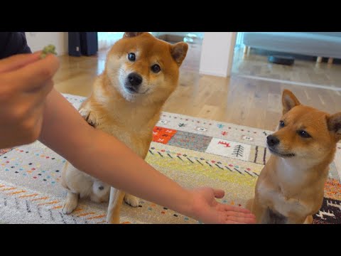 いよいよプロ意識が高くなるお手代理人。(YouTube)