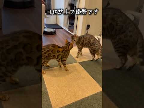 いつもは助けを求めるけど、本当は自分でどうにかできる猫さん　#shorts(YouTube)