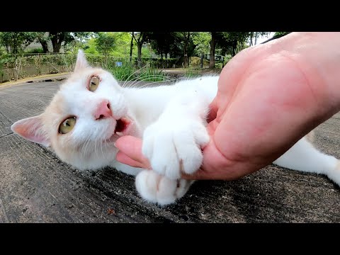 噛み噛みキックをしてくる猫、あごの下をモフられるとウットリする(YouTube)