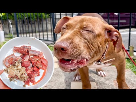 4ヶ月のピットブルが生肉を食べる動画【ASMR】(YouTube)