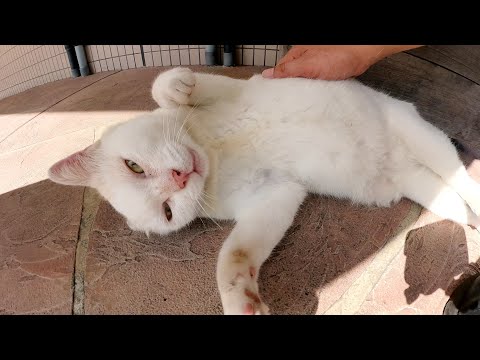 ムスっとした顔の猫をナデナデしたら、寝転んでお腹を見せてくれた(YouTube)