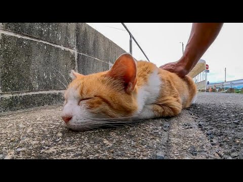 渡船場にいた野良猫を撫でると寝転んで小さく返事をしてカワイイ(YouTube)