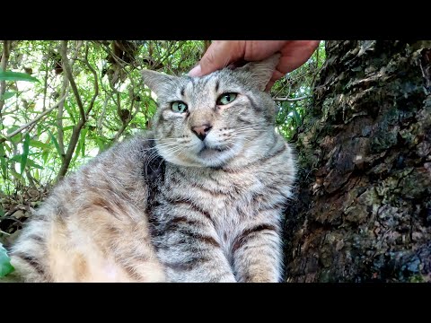 木陰を覗くと、丸々と太ったキジトラ猫が木にもたれて涼んでいた(YouTube)