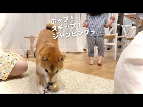 せっかくのお土産を柴犬にガブされようが全て笑って受け止めよう…(YouTube)
